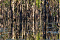 swamp, girraween rd