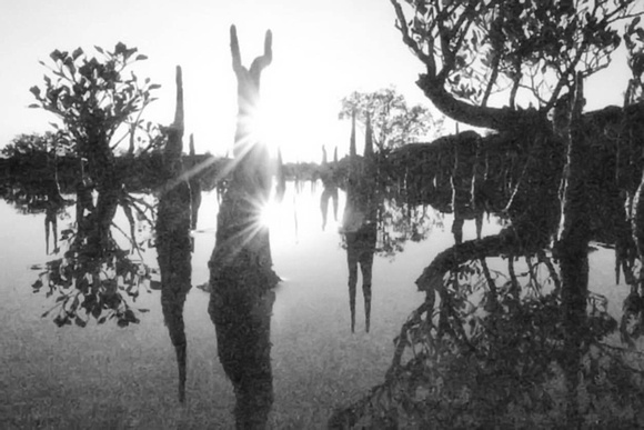stripped back mangrove sunset