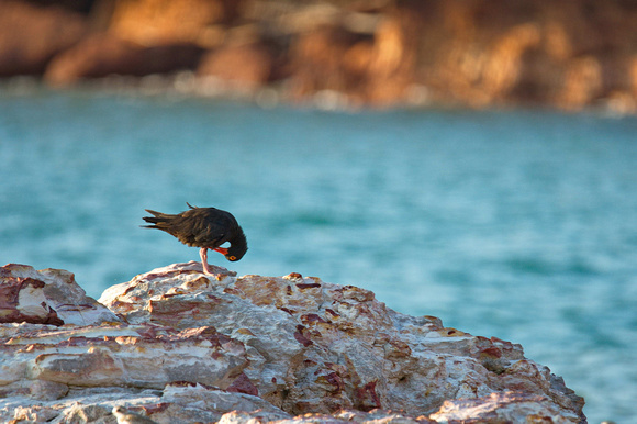 oyster catcher, east point