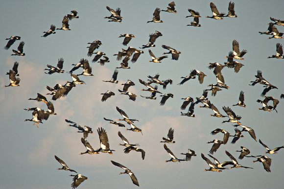 magpie geese, knuckey lagoon 2