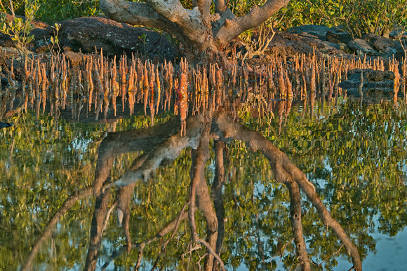 mangrove rockpool, Nightcliff
