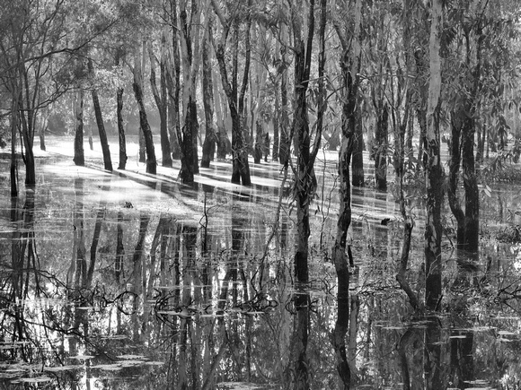 Girraween swamp at dawn B&W