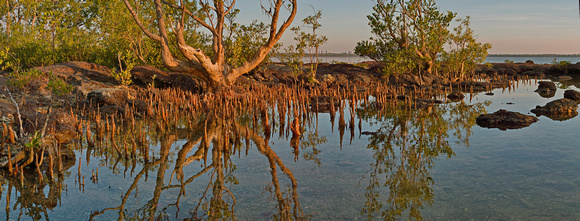 mangrove panorama, nightcliff
