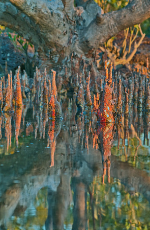 mangrove roots, nightcliff