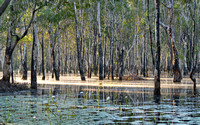Girraween swamp at dawn
