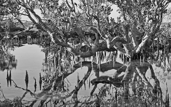 mangrove rockpool, nightcliff