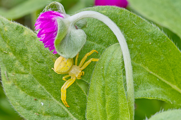 crab spider, botanical gardens