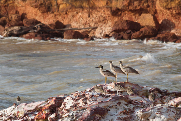 beach stone curlews, east point