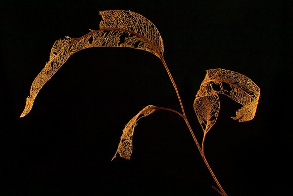 leaf skeleton 2