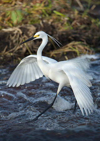 egret, Fogg Dam