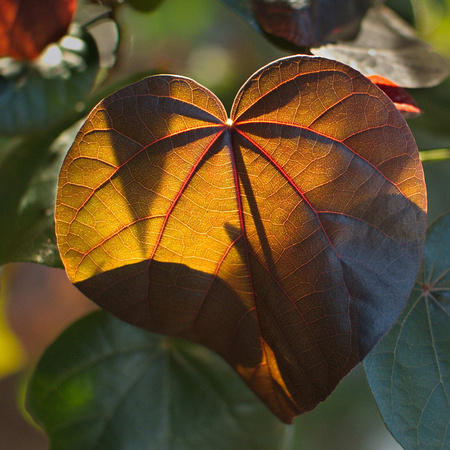 hibiscus rubra leaf