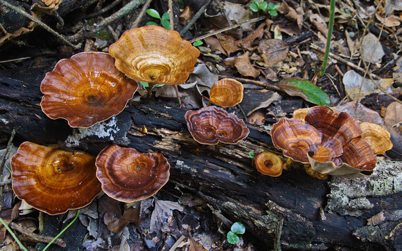 fungi, East Point