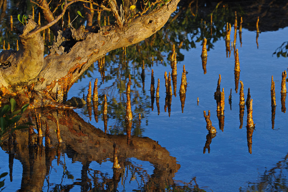 mangrove pool, nightcliff