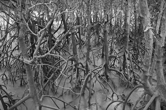 mangrove jungle, east point