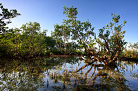 mangrove rock pool nightcliff