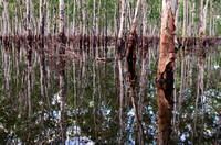 girraween swamp