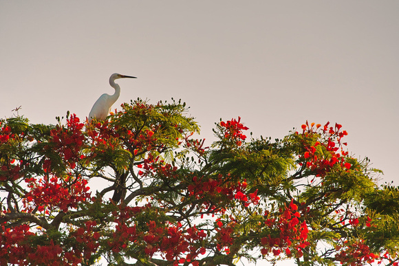 egret on poinciana botanical gardens