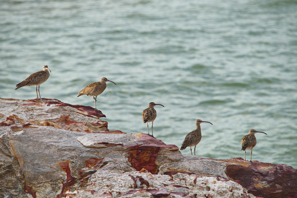 whimbrels east point