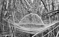 tent spider web, rapid creek