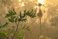 grevillea in the mist, holmes jungle