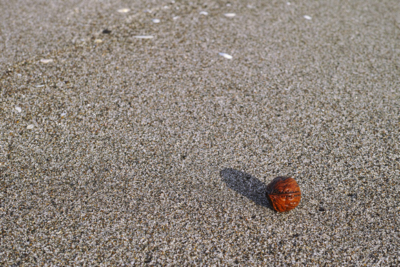 beach walnut, Whakatane NZ