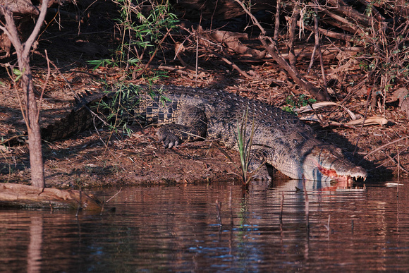 croc - corroboree billabong