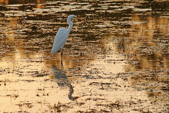 egret, knuckey lagoon