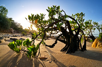 bonsaied mangrove, east point