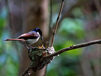 mother and child 1 (Shining Flycatcher)