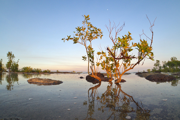 fisheye mangrove - nightcliff