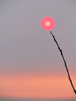 twig sunset 2 - darwin high