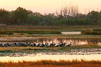 magpie geese at dawn - knuckey lagoon