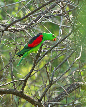 red wing parrot