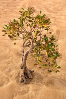 bonsai mangrove - east point