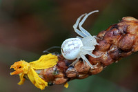white crab spider - rapid