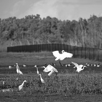 egrets - knuckey lagoon