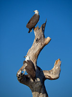 eagle tree - corroboree