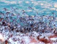 Waders (flock, taking off) East Point