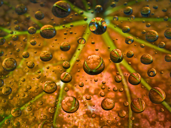 leaf through droplets 1