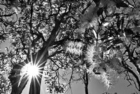 flowering paperbark