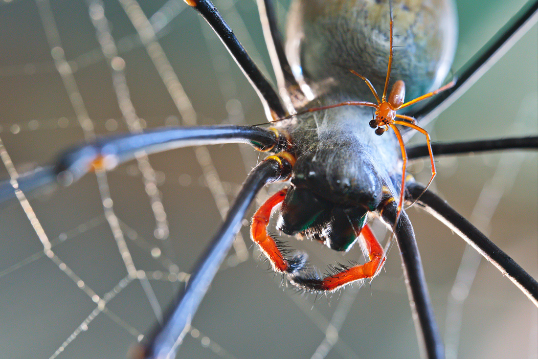 punching above his weight (male golden orb weaver atop female)