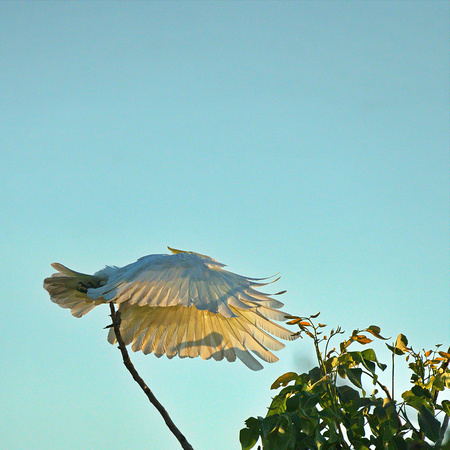 sulphur crested cockatoo launching