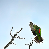 red wing parrot landing