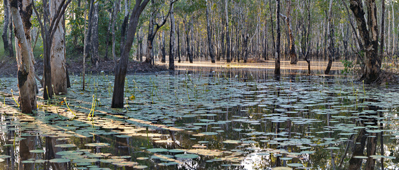 girraween swamp panorama