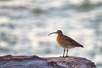 whimbrel, east point