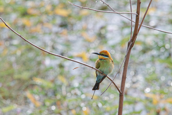 rainbow bee-eater fogg dam