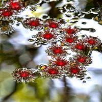 freshwater mangrove flowers