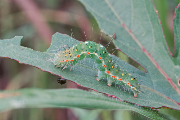 caterpillar homes jungle