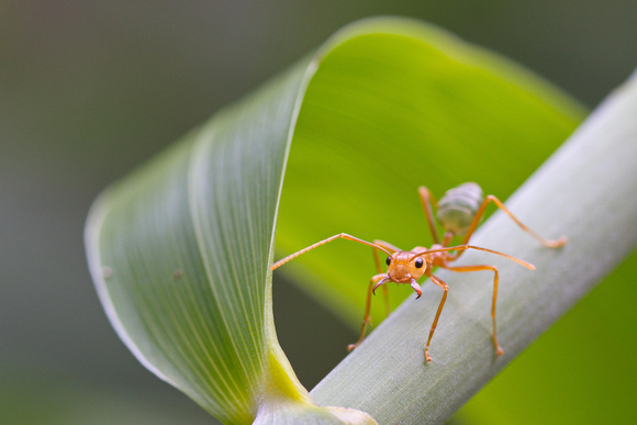 green ant