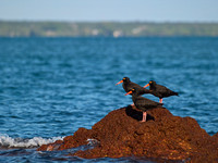 sooty oystercatchers, east point